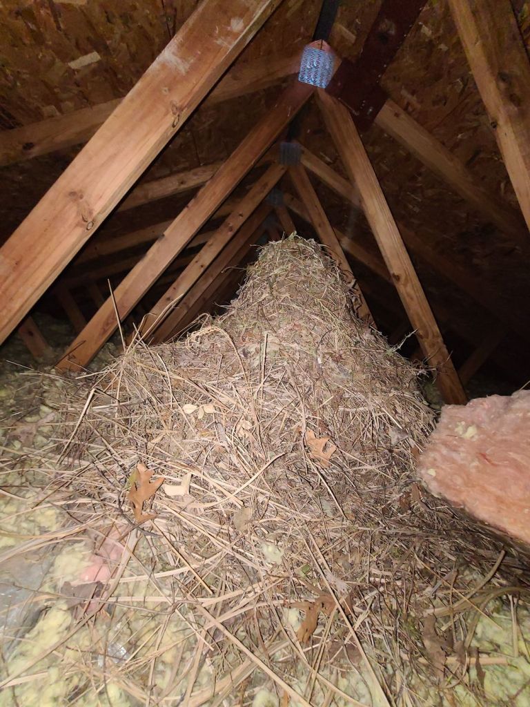 Wildlife Control Services in Northern Kentucky