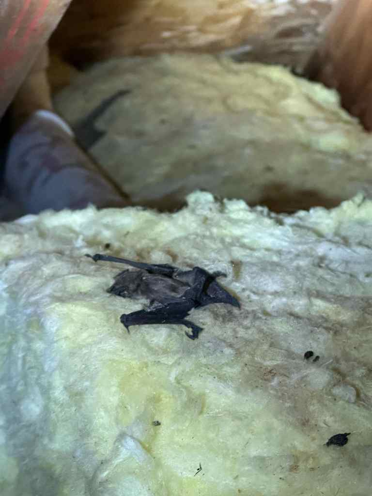 Wildlife Control Services in Northern Kentucky